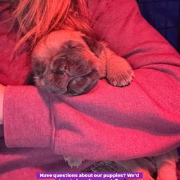 Cane Corso Puppies from Venom Cane Corsos