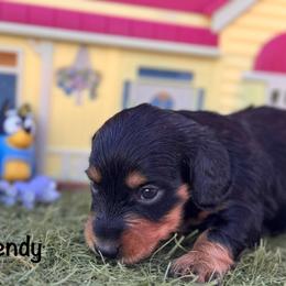 Wendy - Black and tan female Dachshund puppy in Duncan, Arizona from Bootheel Doxies