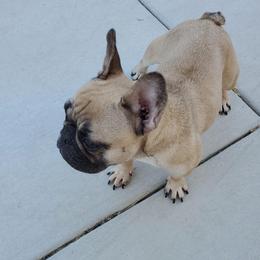 Buffy - French Bulldog