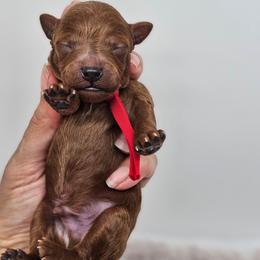 Cooper - Red  male Poodle puppy in Salem, Missouri from Meadowbrook Poodles