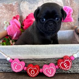 Red collar - Silver male Pug puppy in Tucson, Arizona from Furever Friends