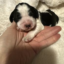 Star - Black and white English Springer Spaniel puppy in Westfield, Wisconsin from Heeling Springs at Sandy Ridge