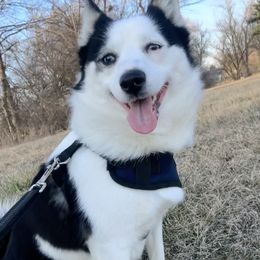 Pomsky Puppies from You Me & Our Pomskies