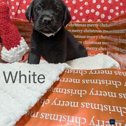 White - Black female Labrador Retriever puppy in Parma, Idaho from Campbell Valley Labradors