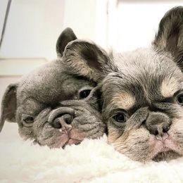 French Bulldogs from Booms Bullies