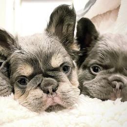 French Bulldogs from Booms Bullies