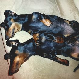 Dachshund All Grown Up from Woodshafen