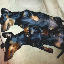 Dachshund All Grown Up from Woodshafen