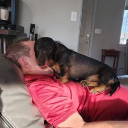 Dachshund All Grown Up from HollieSue Dachshunds