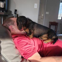 Dachshund All Grown Up from HollieSue Dachshunds