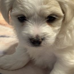 Bailey - Black and white female Coton de Tulear puppy in Florida from Dynasty Cotons of Florida