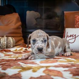 Blue Fawnequin 1 (fawn harlequin) - Harlequin female Great Dane puppy in Kimball, Michigan from Starlight Danes