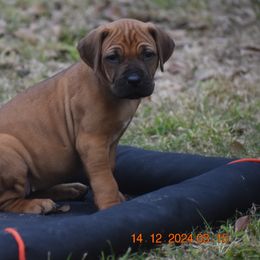 Ms Light Pink (Ridgeless) - Rhodesian Ridgeback puppy from Karamojo Ridgebacks, Quality over Quantity