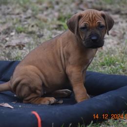 Ms Light Pink (Ridgeless) - Rhodesian Ridgeback puppy from Karamojo Ridgebacks, Quality over Quantity