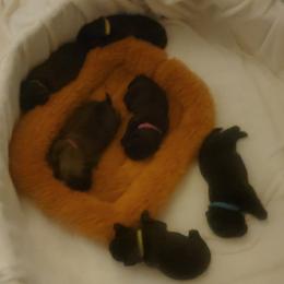 Oz - Black male Brussels Griffon puppy in Pensacola, Florida from Fretwell's Fabulous Griffons