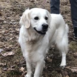 Pearl  - Golden Retriever