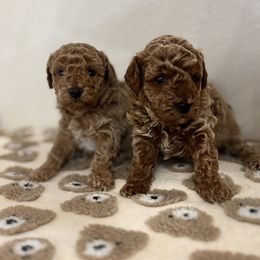Goldendoodle puppies from Perdue Puppies
