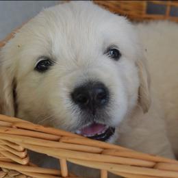 Mr Black - Light golden male Golden Retriever puppy in Grand Island, Nebraska from Loseke Family Retrievers