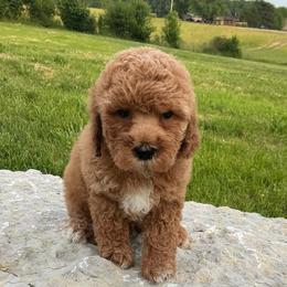 Westley - Red male Cockapoo puppy in Connersville, Indiana from MoonShine Babies