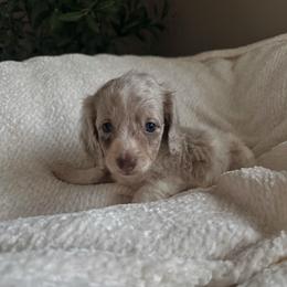 Riverbanks - Dapple male Dachshund puppy in San Diego, California from Enchanted little dachshunds