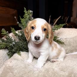 Claus - Dapple male Dachshund puppy in Washburn, Tennessee from Clinch Mountain Dachshunds
