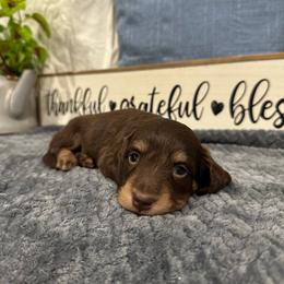 Scout - Chocolate and tan male Dachshund puppy in Stilwell, Oklahoma from B & K Dachshunds