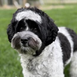 Hart - Australian Labradoodle