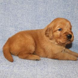 Melody - Dark golden female Golden Retriever puppy in New Weston, Ohio from Bertke AKC Golden Retrievers and Bernese Mountain Dogs