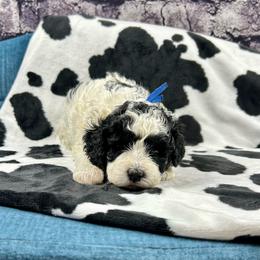 Stan - Parti male Poodle puppy in Lancaster, Missouri from Cavapoo Acres