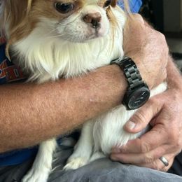 Japanese Chin Puppies from CindyLynnsChins