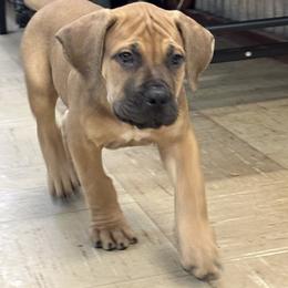 Male- Orange Collar - Red male Boerboel puppy in Flemingsburg, Kentucky from Aussgardian Boerboels