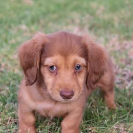 Baby Boy 1 - Red male Dachshund puppy in Torrance, California from Dachshund Pups