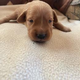 Ivy - Golden female Golden Retriever puppy in Wellington, Colorado from High Country Golden Retrievers