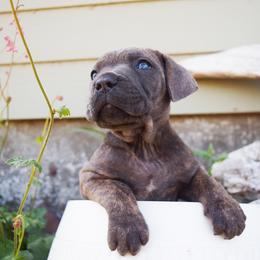Girl 1 - Gray brindle female Cane Corso puppy in Emmett, Idaho from NorthWood’s Cane Corso
