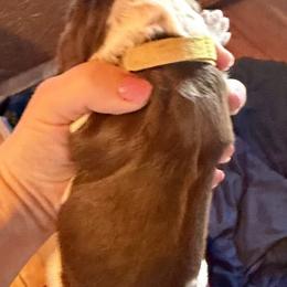 Yellow - Liver and white female English Springer Spaniel puppy in Wells, Vermont from Everyday Sunshine Springers