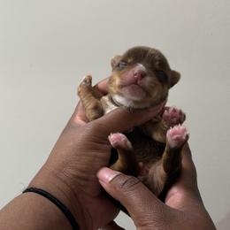 Bentley. - Chocolate, tan and white male Yorkshire Terrier puppy in Winston Salem, North Carolina from Pawfectly Tailored Yorkie's