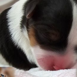 Girl 1 - Yorkshire Terrier puppy from Schultz Yorkies byGrace