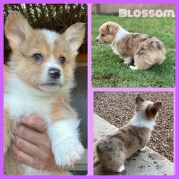 American Corgi and Pembroke Welsh Corgi Puppies from Royal Blue Corgis