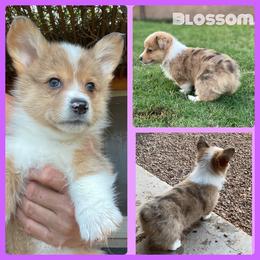 American Corgi and Pembroke Welsh Corgi Puppies from Royal Blue Corgis