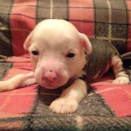 Chinese Crested Puppies from DeBahTrio Chinese Cresteds