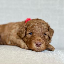 Red - Red  male Goldendoodle puppy in Hesperia, Michigan from Red Acres Poodles & Doodles