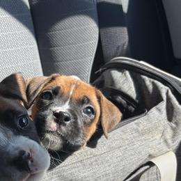 Cocoa - Fawn female Boxer puppy in Louisville, Kentucky from Nelson’s Fancy Frenchies and Bulldogs