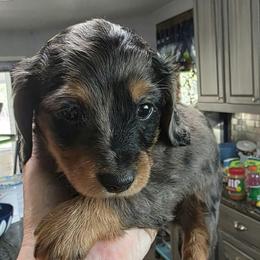 JEWEL - Dapple female Dachshund puppy in Paradise, Texas from C and J Minis