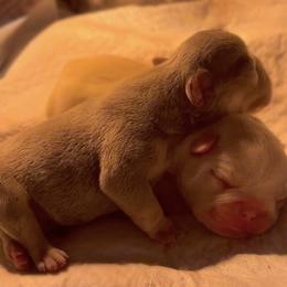 French Bulldog Puppies from Lilac City Frenchies