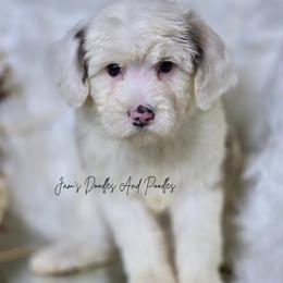 Victory - Blue merle and white female Sheepadoodle puppy in Cleveland, Georgia from Jam's Doodles And Poodles
