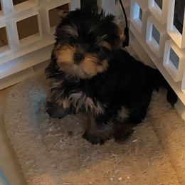 Yorkshire Terrier Puppies from Posh Paws Kennel