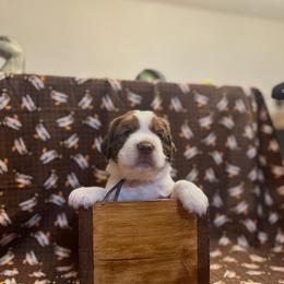 Redhead - Tri-Roan female English Springer Spaniel puppy in Braidwood, Illinois from A & R Springers