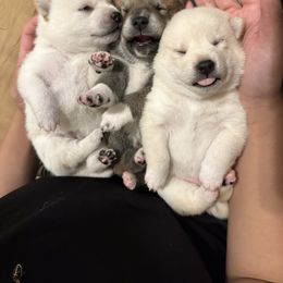 Shiba Inu puppies from Obi’s Pups