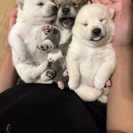 Shiba Inu puppies from Obi’s Pups