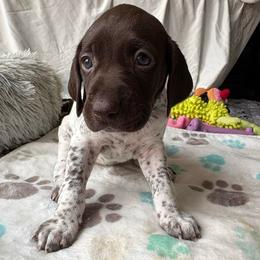 Girl 2 - White and liver female German Shorthaired Pointer puppy in Troy, North Carolina from Uwharrie GSP